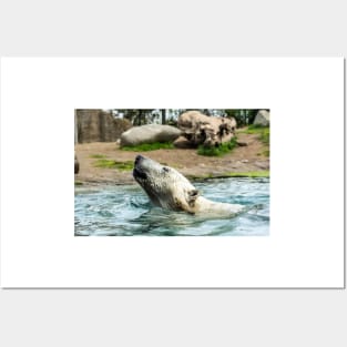 Head of Polar bear above water Posters and Art